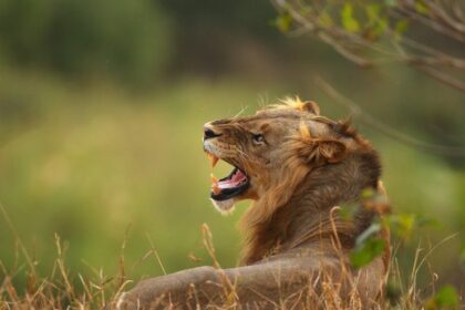 sustainable-safaris-are-on-the-hot-list-for-2025
