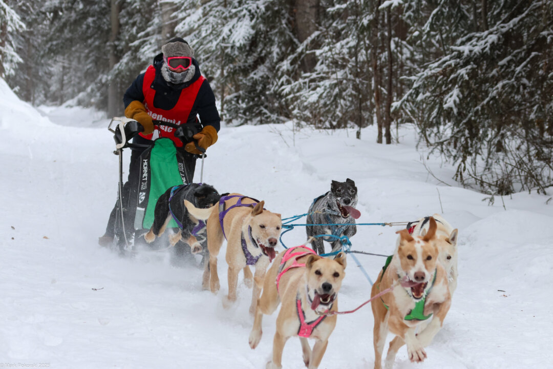 amid-sled-dog-racing-season,-enthusiasts-sing-the-praises-of-the-sport
