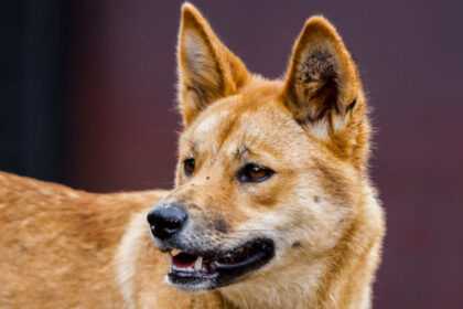 dingo-bites-12-year-old-on-k’gari-in-third-attack-in-2-months