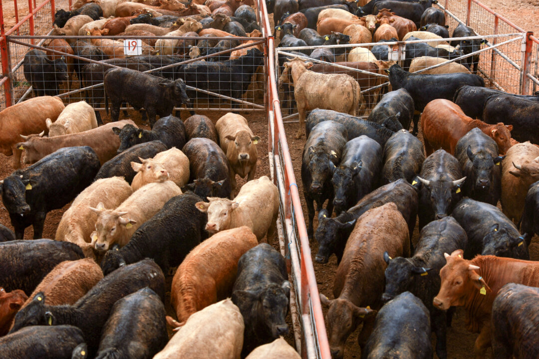 usda-won’t-restrict-cattle-imports-from-mexico-over-latest-screwworm-case usda-won’t-restrict-cattle-imports-from-mexico-over-latest-screwworm-case
