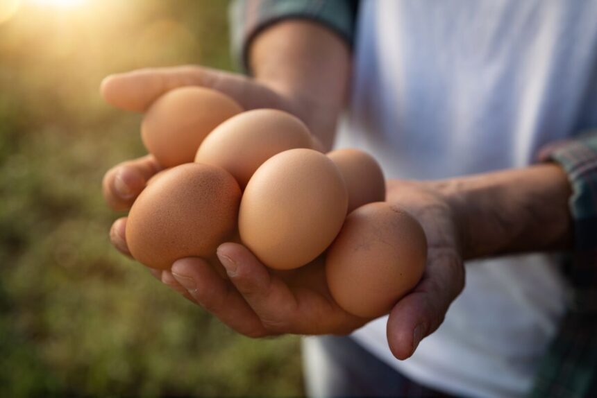 our-egg-story