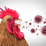 bird-flu-is-a-rerun-of-the covid-playbook