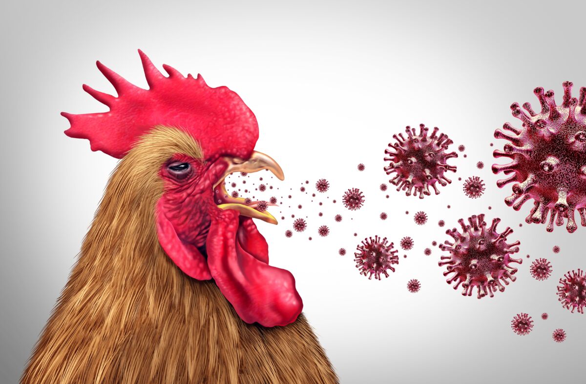 bird-flu-is-a-rerun-of-the covid-playbook