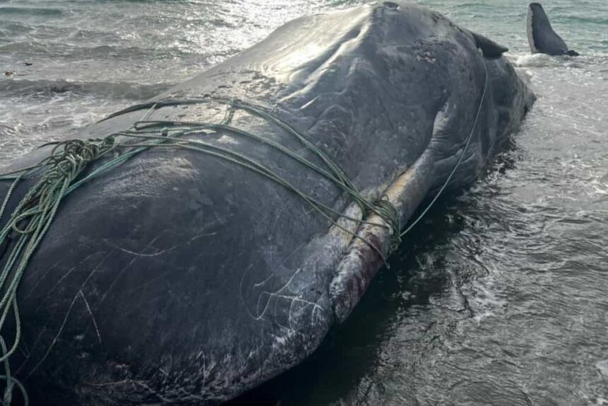 sperm-whale-tangled-in-ropes-dies-after-stranding