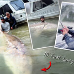 fisherman-snags-10-foot-sturgeon-on-fraser-river—here’s-why-they’re-so-huge