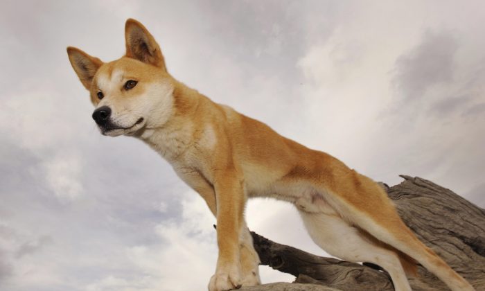 baiting-predators-for-conservation?-new-research-weighs-the-impact