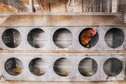 why-the-us-continues-to-kill-millions-of-hens,-4-years-into-bird-flu-outbreak