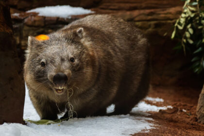 minister-confirms-us-influencer-who-grabbed-baby-wombat-has-left-australia