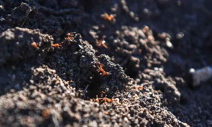 reports-of-‘rafting’-fire-ants-prompt-border-crackdown reports-of-‘rafting’-fire-ants-prompt-border-crackdown