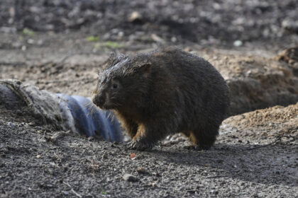us-influencer-issues-apology-for-snatching-baby-wombat-in-australia