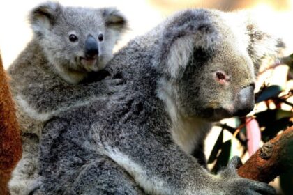 koalas-‘closer-to-extinction’-with-new-disease-outbreak