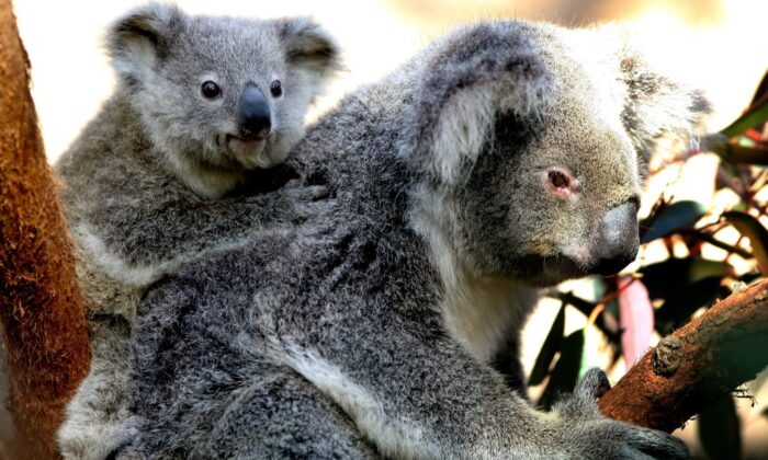 koalas-‘closer-to-extinction’-with-new-disease-outbreak