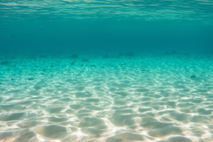 how-dramatic-daily-swings-in-oxygen-shaped-early-animal-life-–-new-study