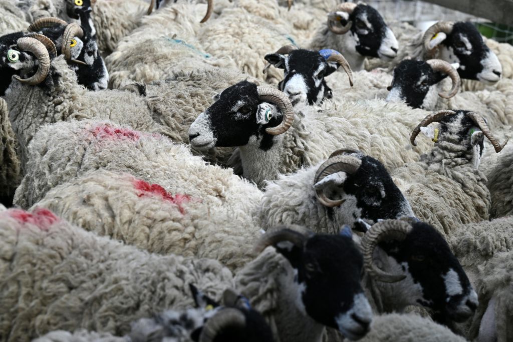 first-ever-sheep-with-bird-flu-found-in-the-uk