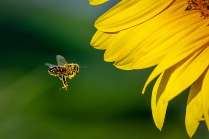 20-percent-of-north-america’s-pollinators-are-at-risk-of-extinction:-study