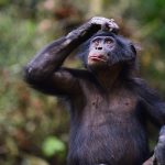 bonobos-create-phrases-in-similar-ways-to-humans,-new-study-suggests