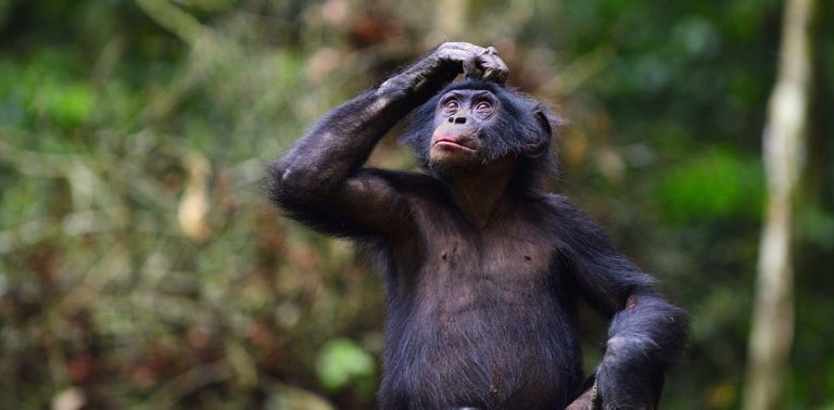 bonobos-create-phrases-in-similar-ways-to-humans,-new-study-suggests