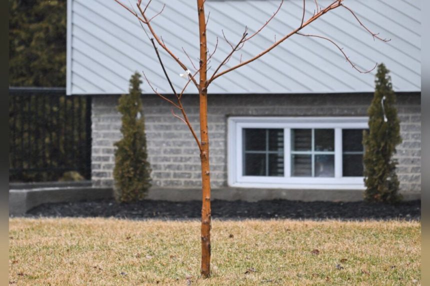 ‘tree-police’:-quebec-town-charges-$200-fee-for-homeowners-with-treeless-yards