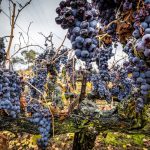tariffs-could-be-a-win-for-california’s-battered-wine-industry