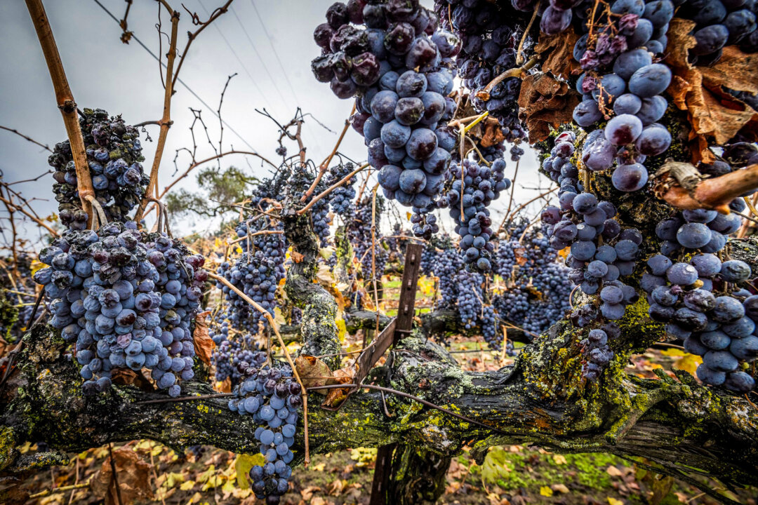 tariffs-could-be-a-win-for-california’s-battered-wine-industry