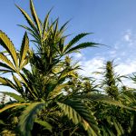 australia-sees-9-percent-decline-in-drug-charges