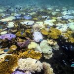 ‘underwater-bushfire’-devastating-reefs-yet-to-let-up