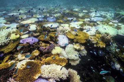 ‘underwater-bushfire’-devastating-reefs-yet-to-let-up