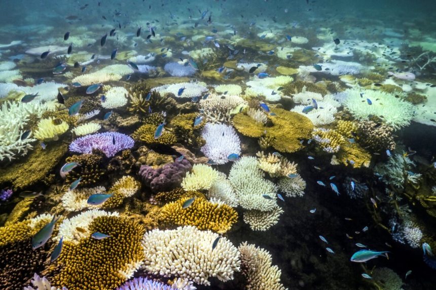 ‘underwater-bushfire’-devastating-reefs-yet-to-let-up