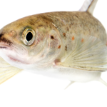 drug-pollution-in-water-is-making-salmon-take-more-risks-–-new-research