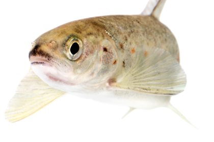 drug-pollution-in-water-is-making-salmon-take-more-risks-–-new-research