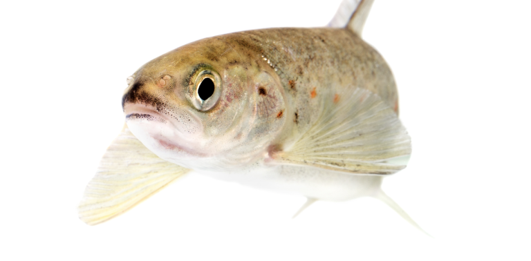 drug-pollution-in-water-is-making-salmon-take-more-risks-–-new-research