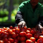 us-to-impose-a-21-percent-duty-on-mexican-tomatoes-priced-to-undercut-domestic-growers