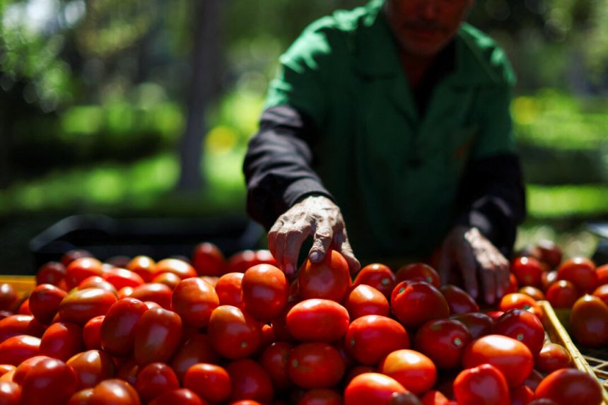 us-to-impose-a-21-percent-duty-on-mexican-tomatoes-priced-to-undercut-domestic-growers