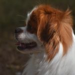 research-reveals-the-number-1-pet-name-owners-are-mooning-over