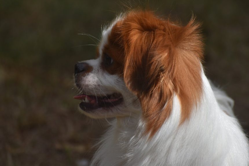 research-reveals-the-number-1-pet-name-owners-are-mooning-over