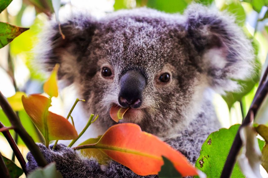 environmentalists-criticise-victoria’s-decision-to-cull-up-to-750-koalas