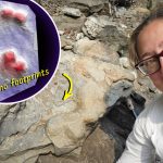 scientists-find-world’s-first-‘club-tailed’-ankylosaurid-dinosaur-footprints-in-bc-riverbed