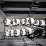 everything-we-know-about-el-salvador-deportee-abrego-garcia
