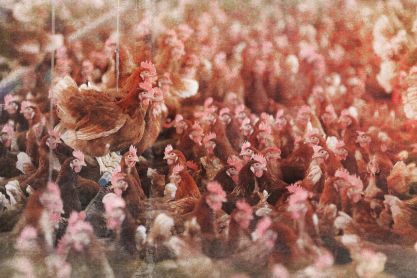 why-states-are-pausing-cage-free-mandates-during-bird-flu-crisis