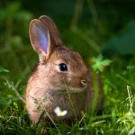 rabbit-plague-looms-amid-calls-for-new-biocontrols