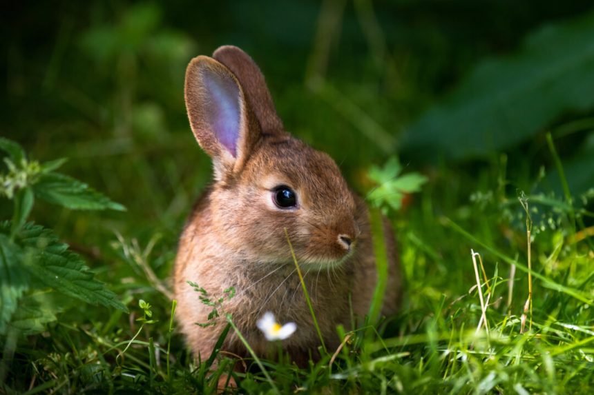 rabbit-plague-looms-amid-calls-for-new-biocontrols