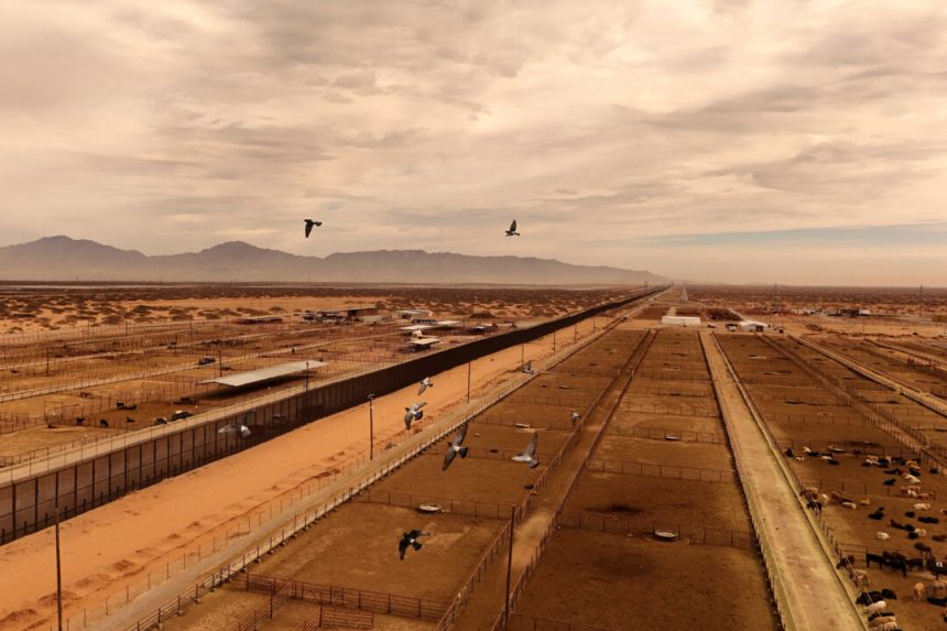 us-might-restrict-livestock-imports-from-mexico-over-screwworm-concerns:-usda