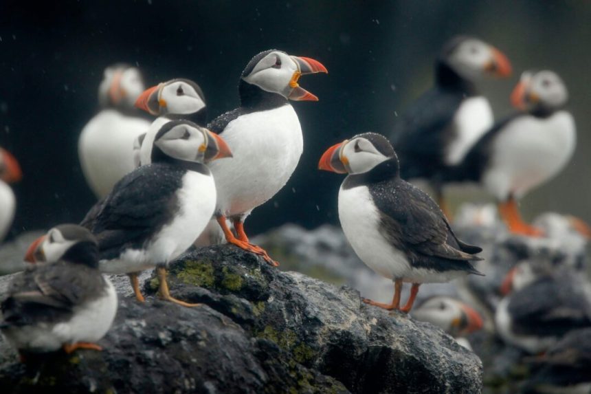charities-call-for-wind-farm-to-be-blocked-as-thousands-of-bird-deaths-feared