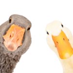 a-duck-is-a-duck:-the-establishment’s-word-games-for-mrna-injections