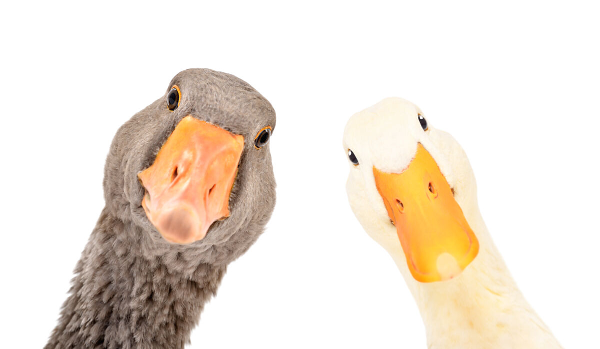 a-duck-is-a-duck:-the-establishment’s-word-games-for-mrna-injections