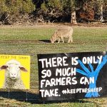 ‘no-sheep,-no-jobs’:-nationals-candidate-continues-fight-against-sheep-export-ban
