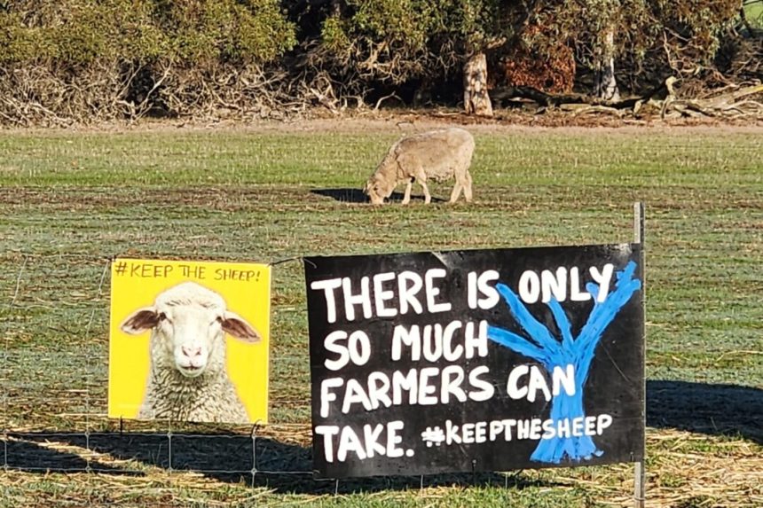 ‘no-sheep,-no-jobs’:-nationals-candidate-continues-fight-against-sheep-export-ban