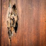 termites-attacking-one-in-five-australian-homes