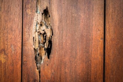 termites-attacking-one-in-five-australian-homes