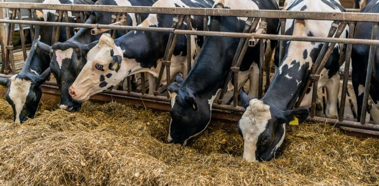 the-environmental,-social-and-public-health-toll-of-europe’s-factory-farming-dependency